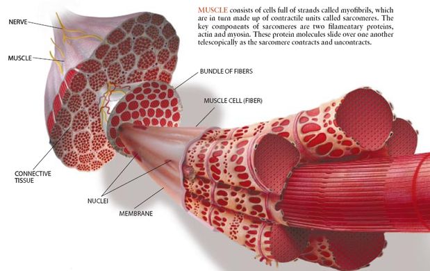 Schéma de la fibre musculaire. 